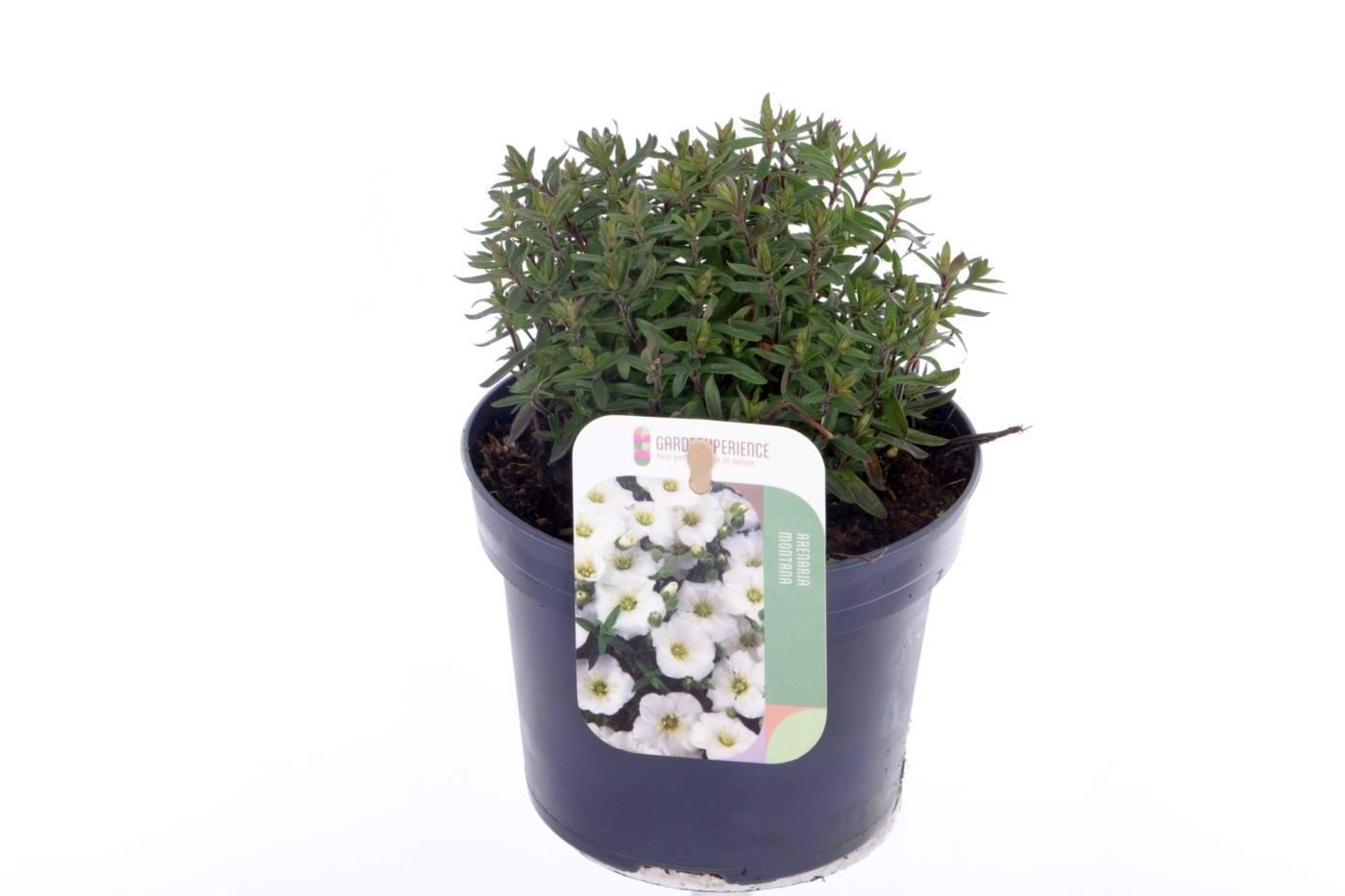 Arenaria montana, D 13