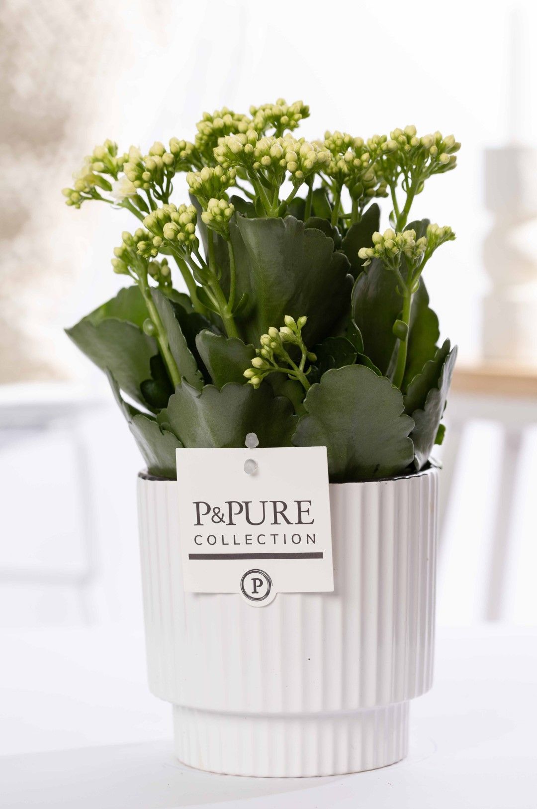 Kalanchoe white in P&PURE Ivy ceramics shiny white, D 12