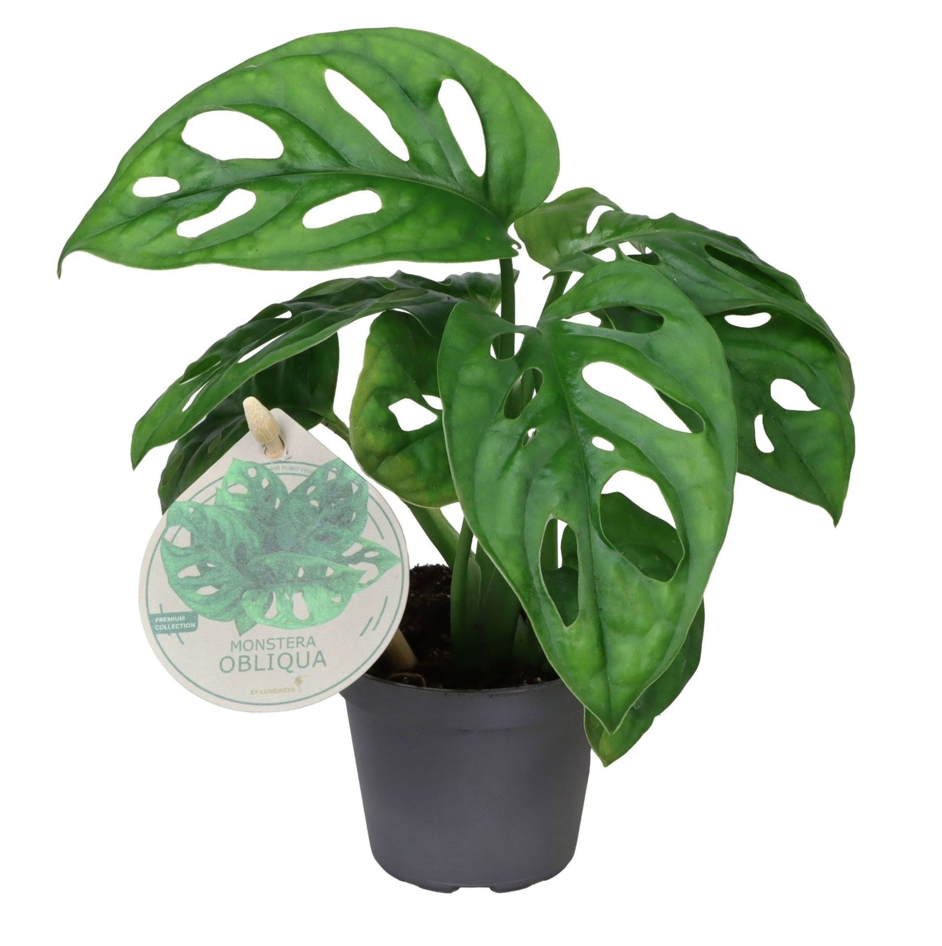 Monstera Obliqua W. Label 6 cm, D 6