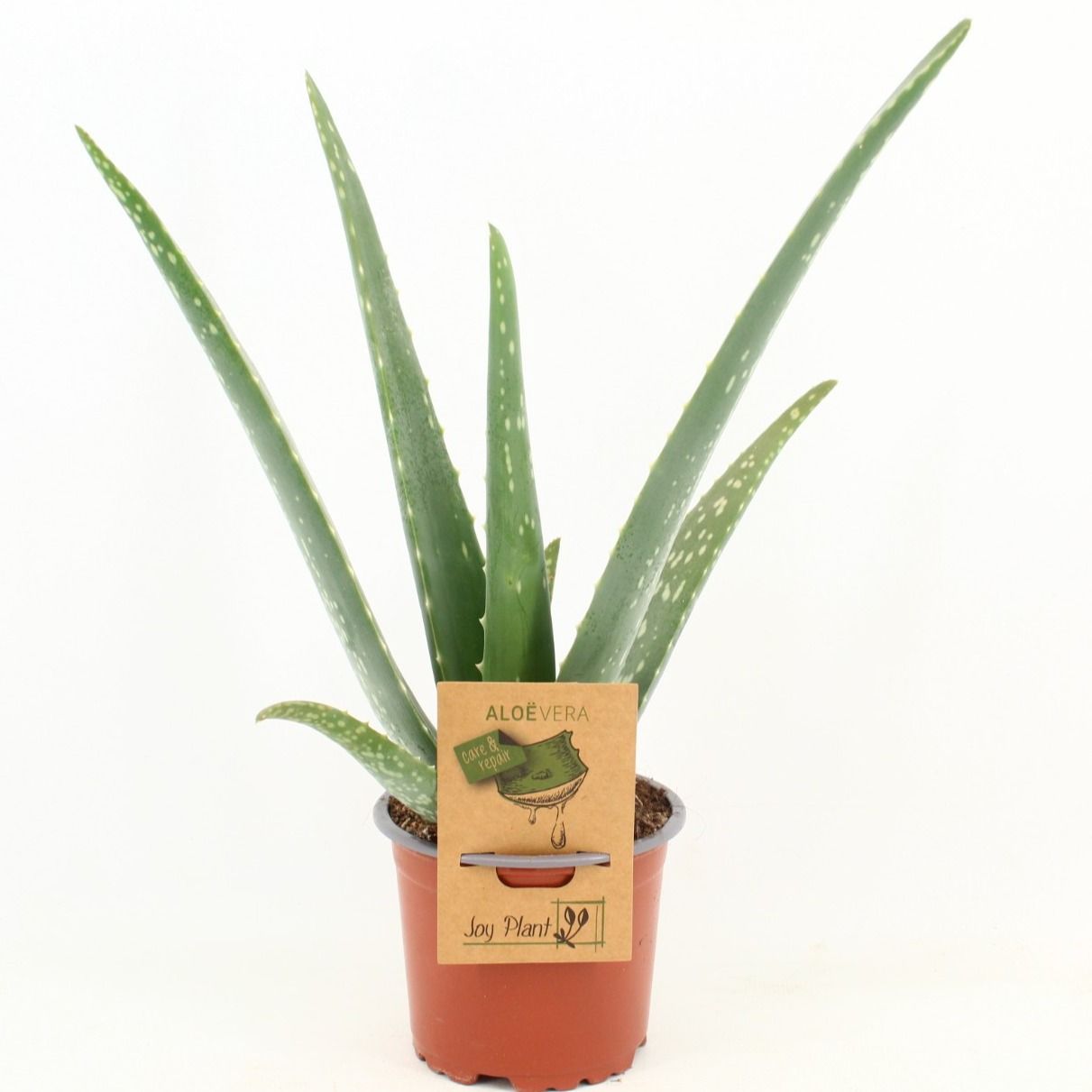 Aloe Vera P10,5, D 10,5