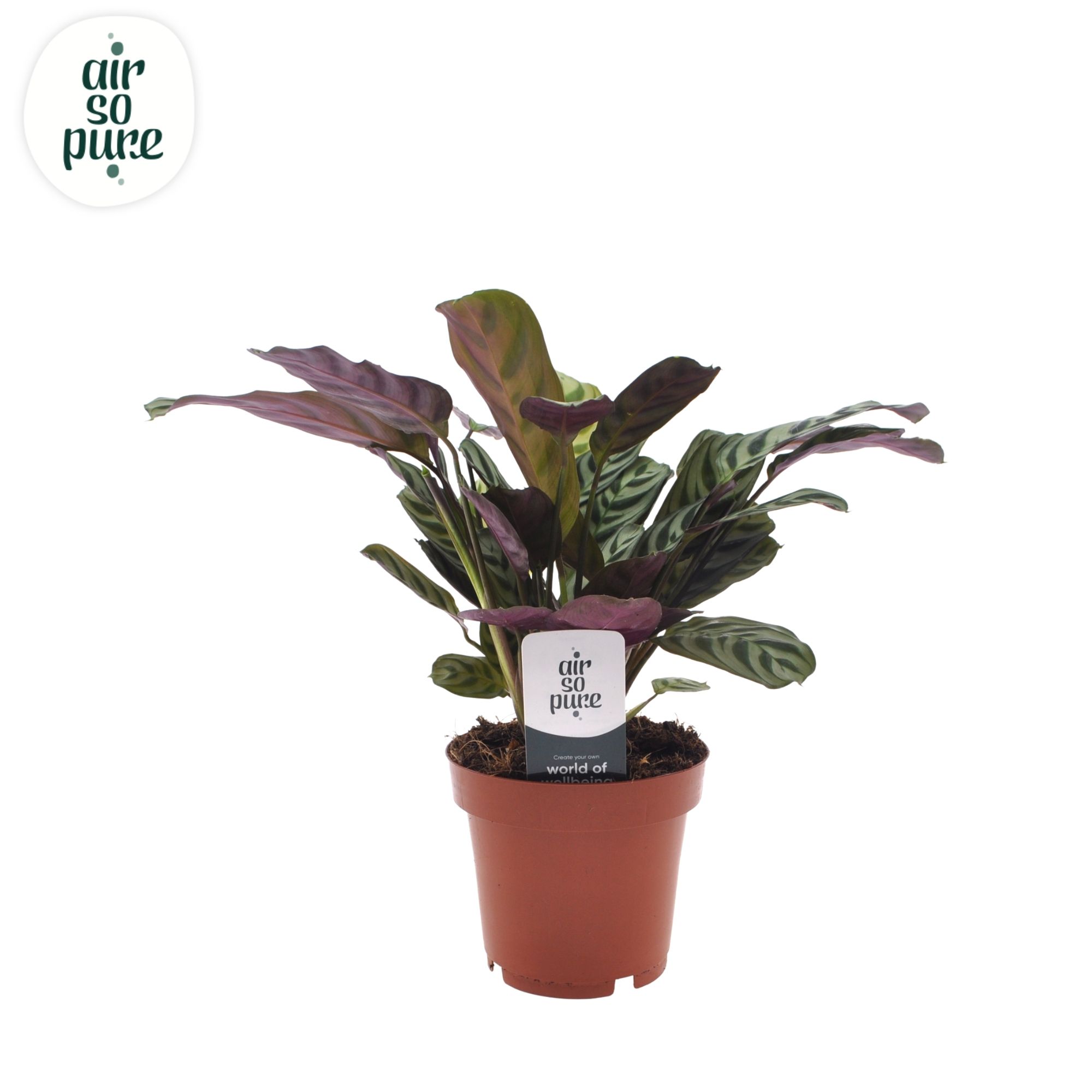 Ctenanthe Burle Marxii (zonder hoes), D 12