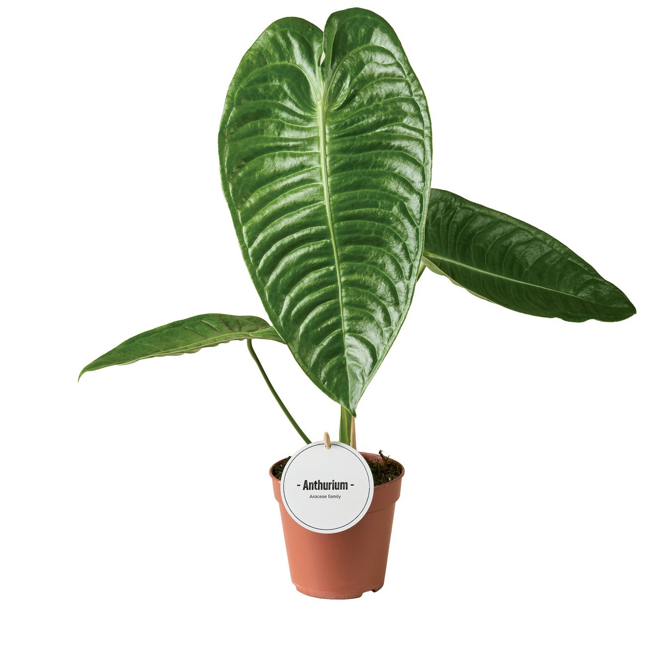 Anthurium Veitchii, D 12