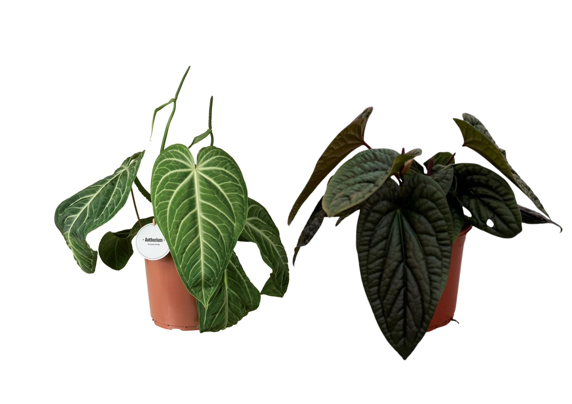 Anthurium Mix Special, D 21