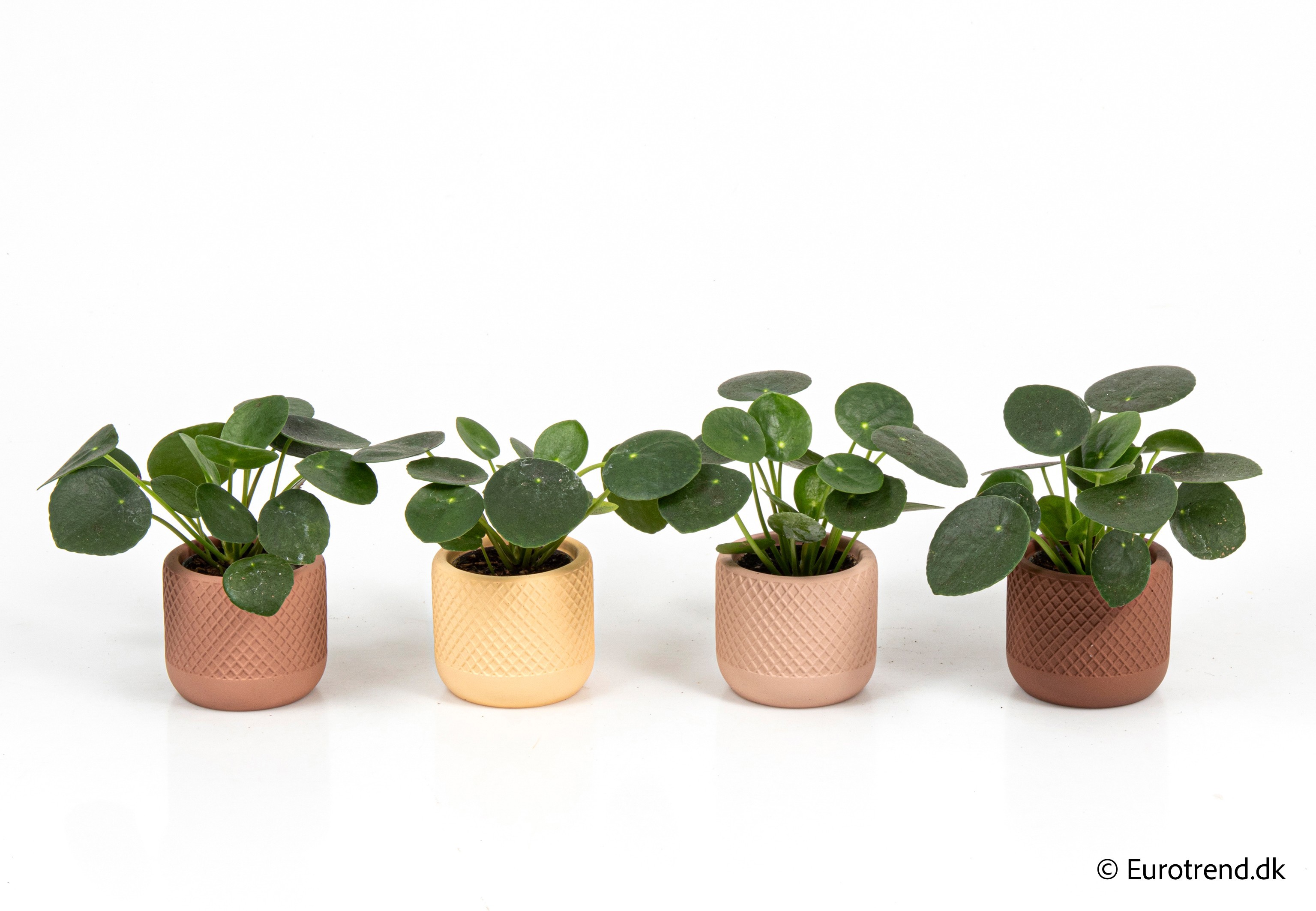 Pilea peperomioides in New Look ceramic 2026, D 6