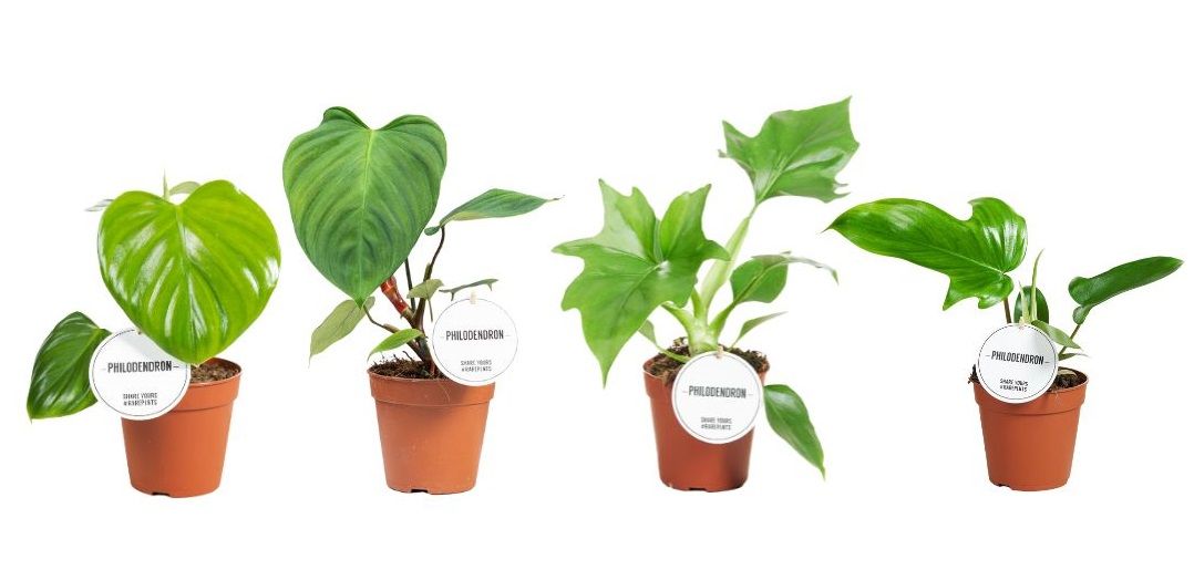 Philodendron Green Mix, D 12