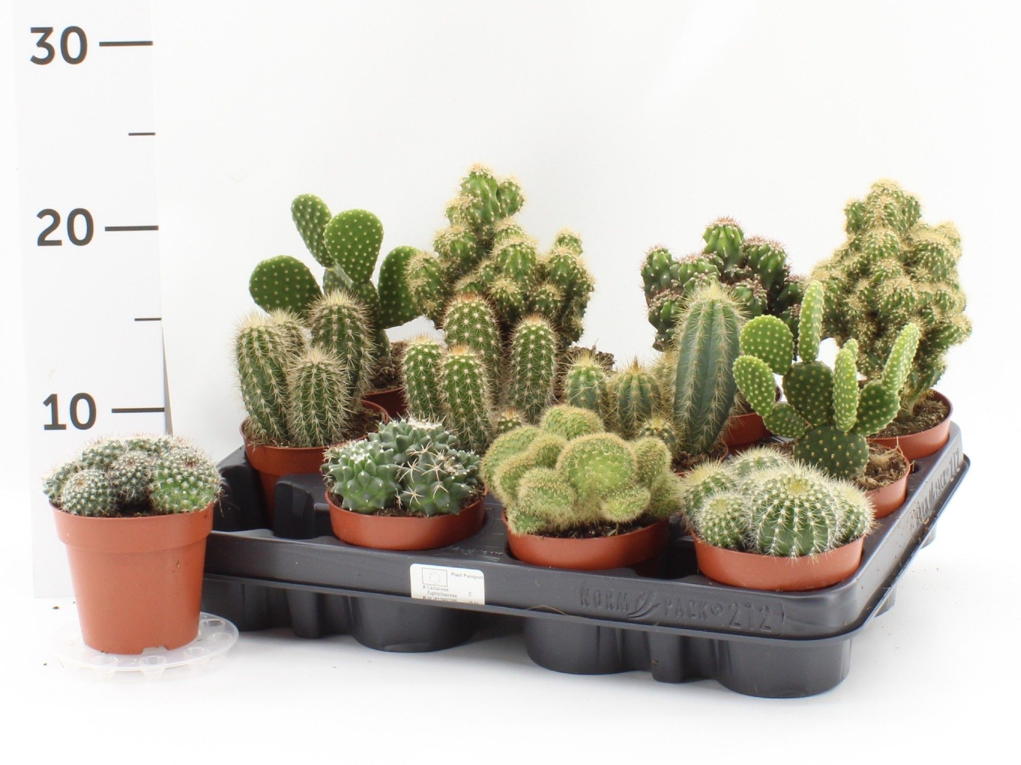 Cactus mix 212 hoes p8.5, D 8,5