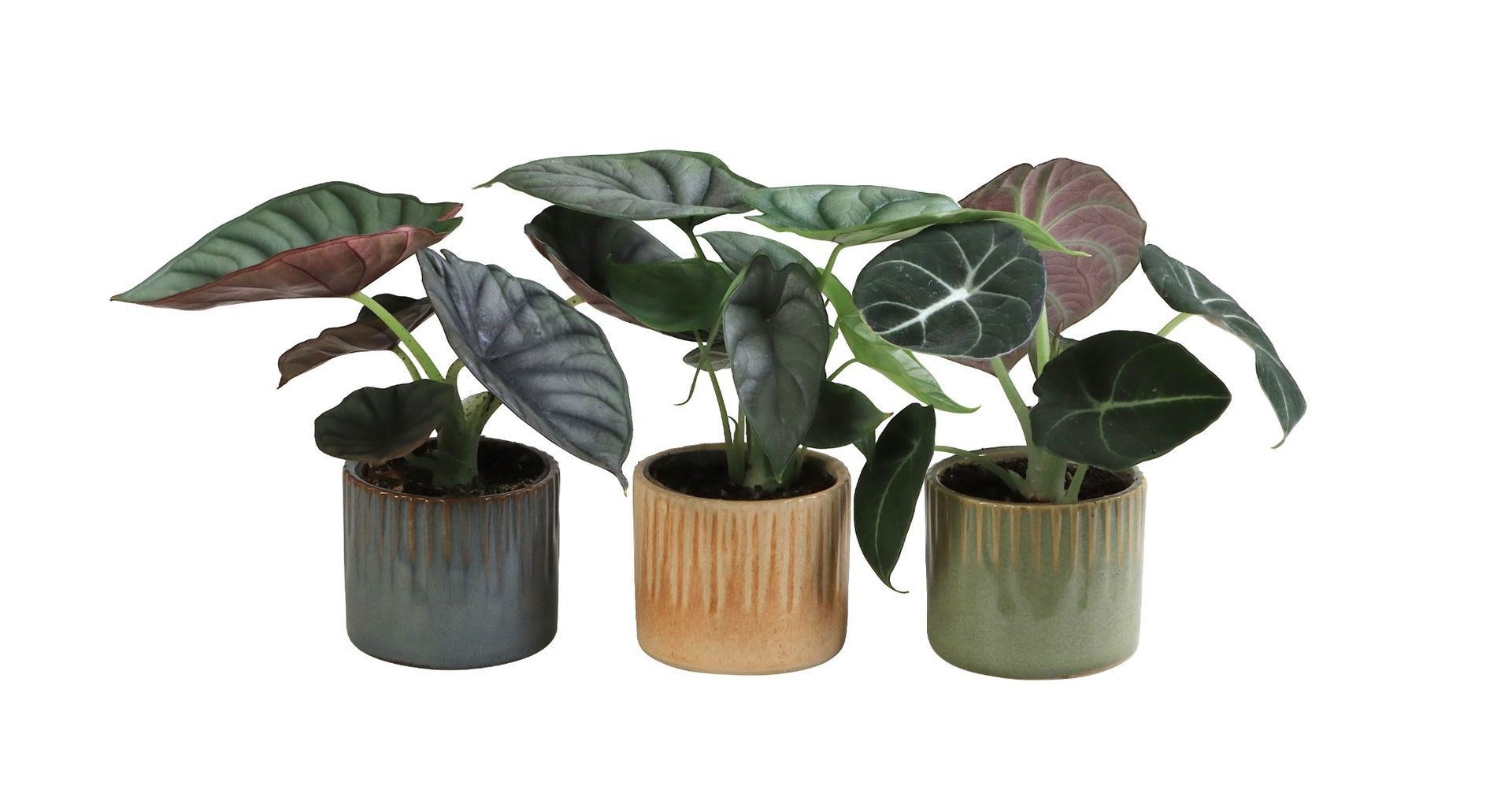 L 66028 With Alocasia Mix 6 cm, D 6