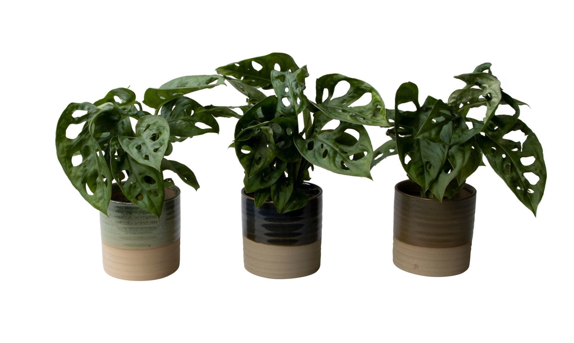 L 65782 with Monstera, D 6