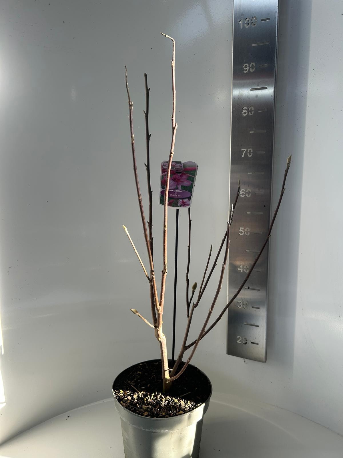 Magnolia Starbust, D 23