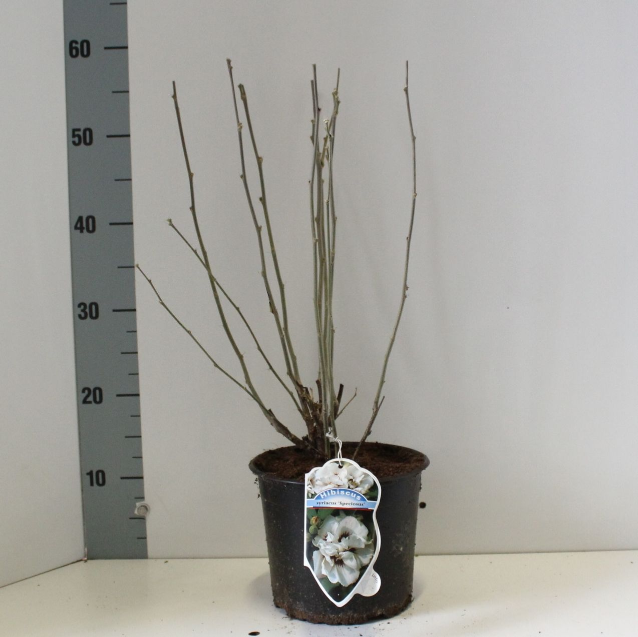 Hibiscus syr. 'Speciosus', D 19