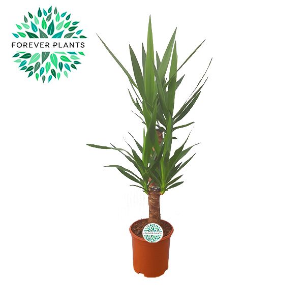 Yucca p21, 45-20, 2-STAM (2+ KOP), D 21