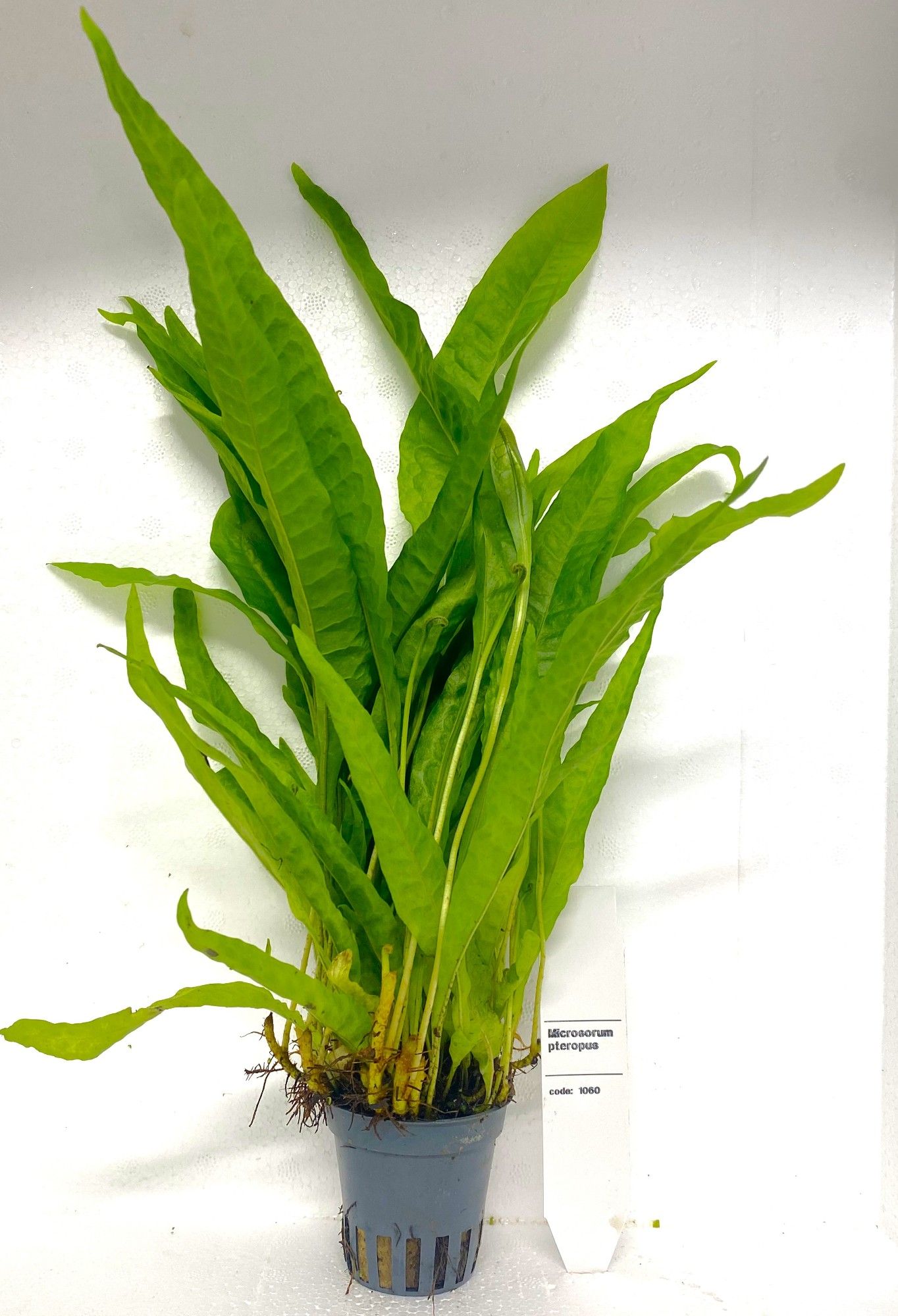 Microsorium pteropus latifolia, D 5