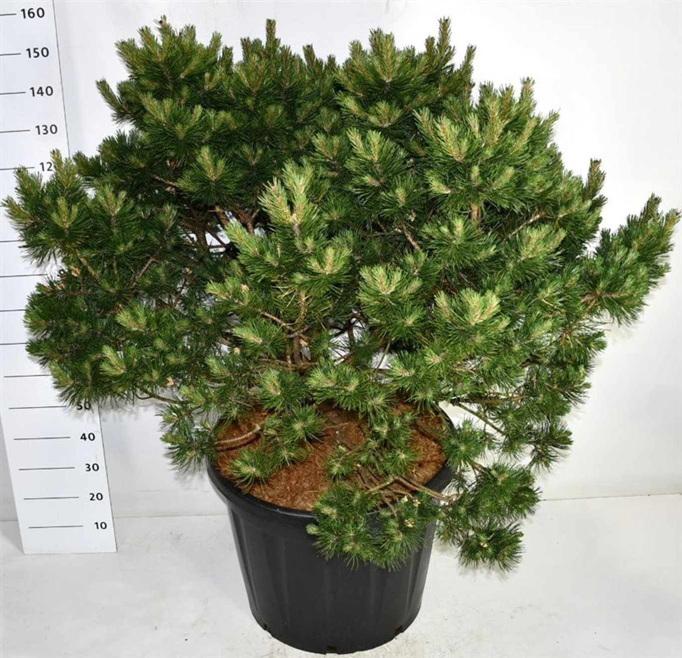 Pinus mugo 'Gnom', D 65