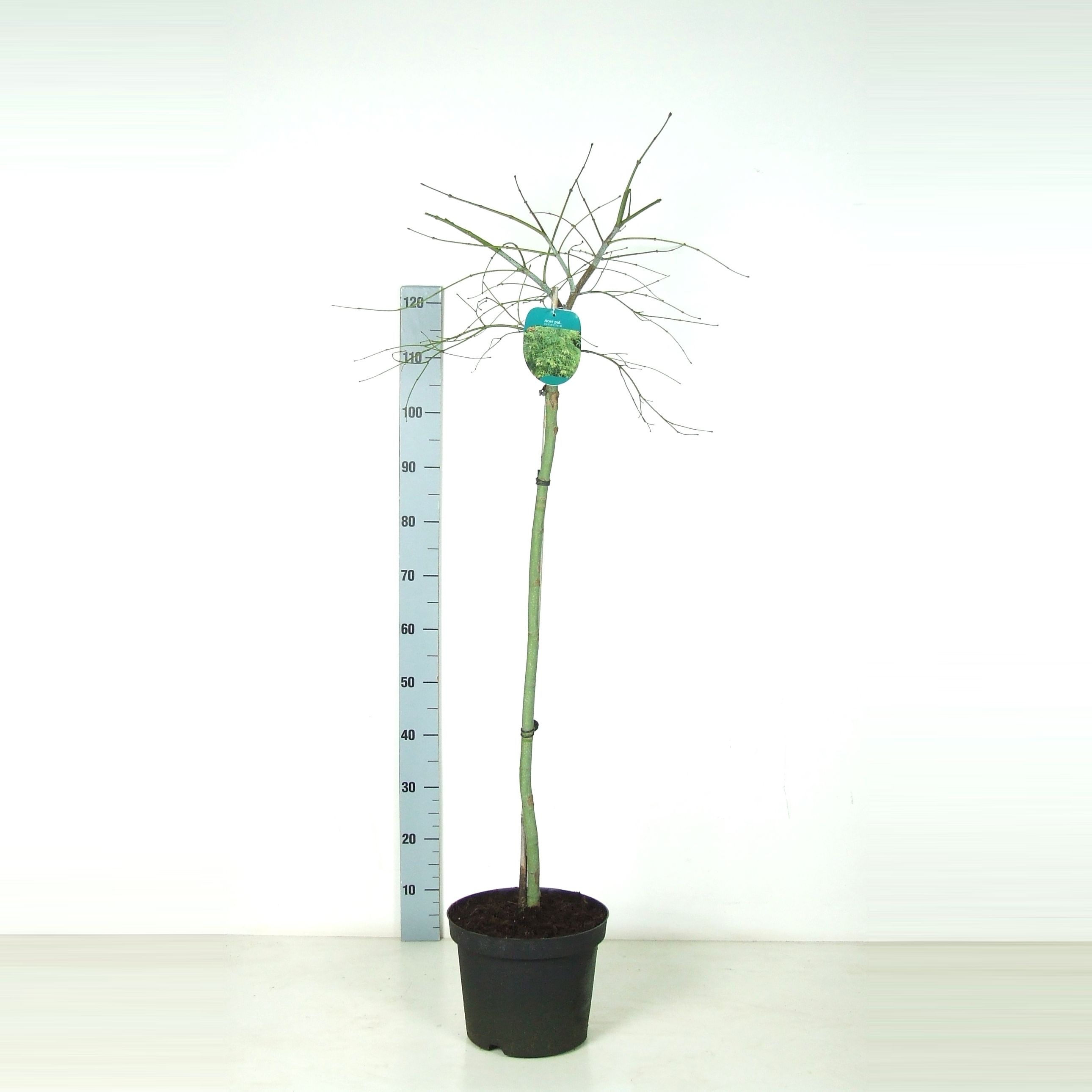 Acer palmatum 'Dissectum' Stam P26 Full CC, D 26