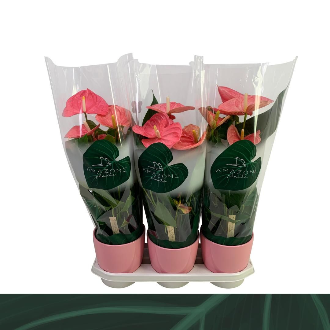 Anthurium roze keramiek 17cm, D 17