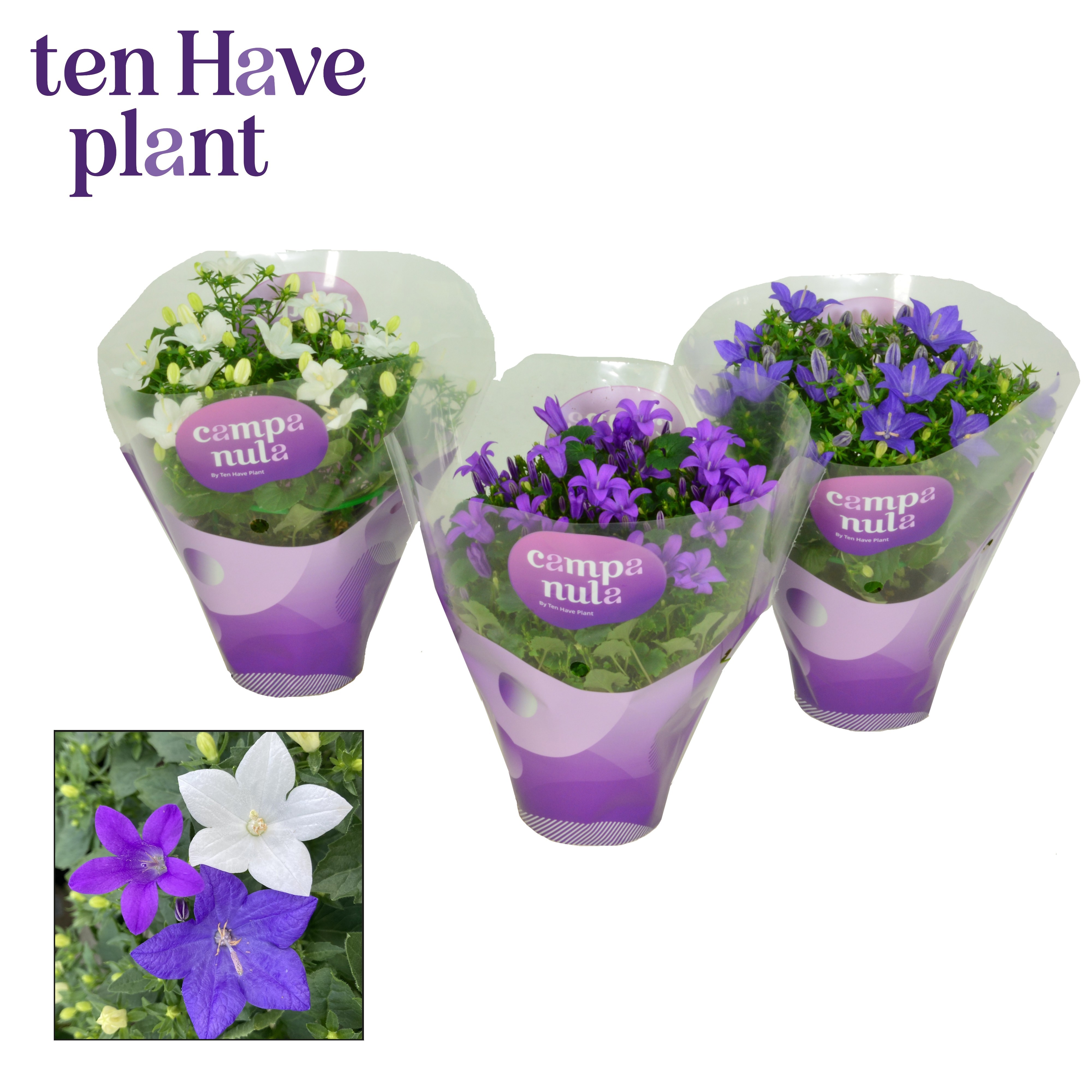 Campanula Promo Mix 1 in Hoes, D 11