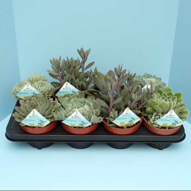 Bio Succulenten Diverse 13cm, D 13