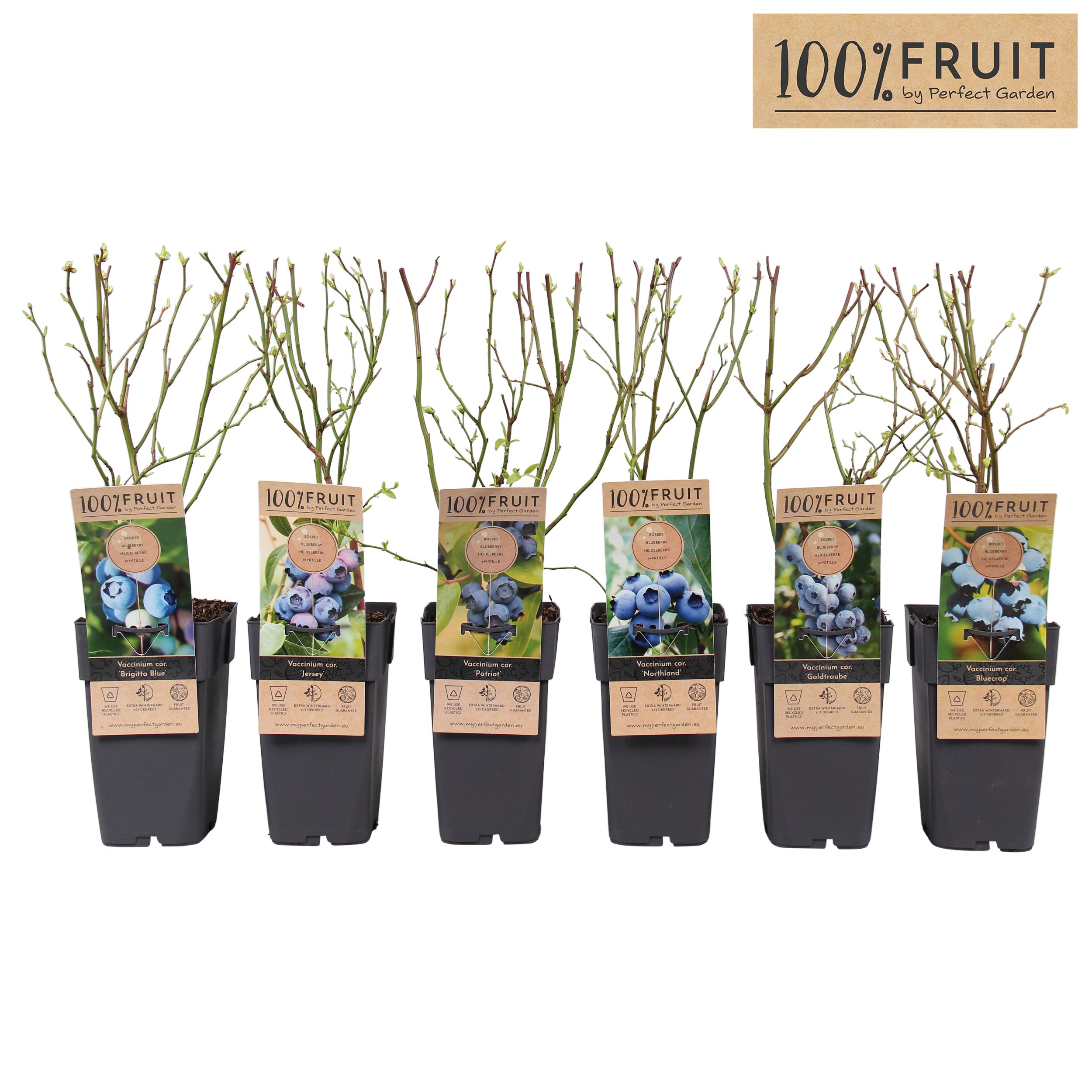 Vaccinium corymbosum mix laag P15, D 15