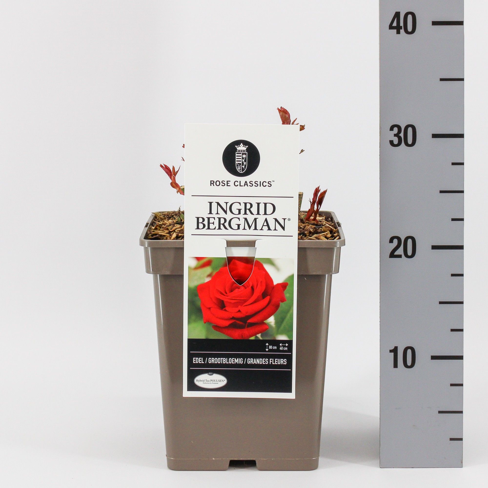 Rosa (TH) Ingrid Bergman ®, C5, D 23