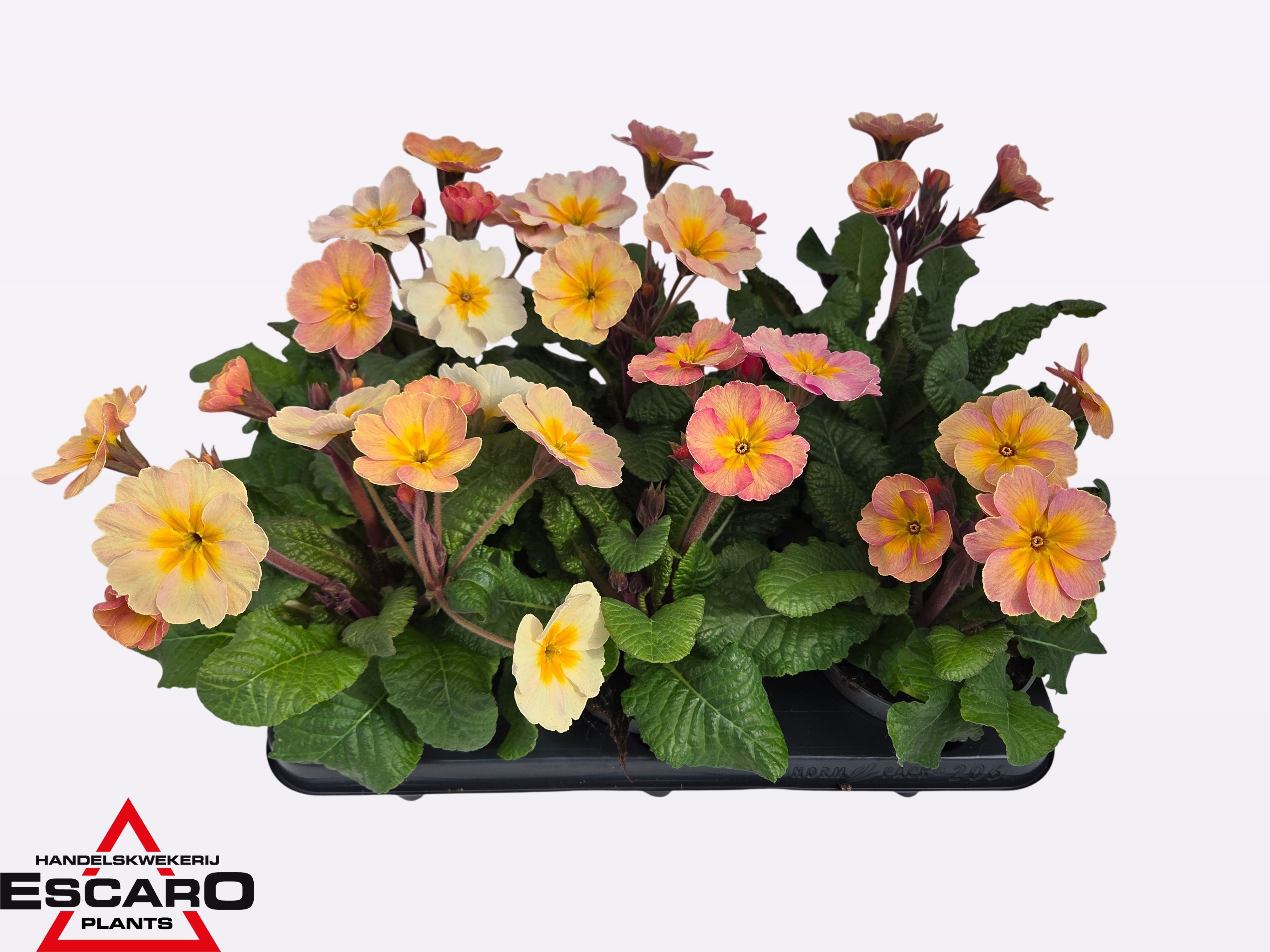 Primula elatior Stella peach melba P12, D 12