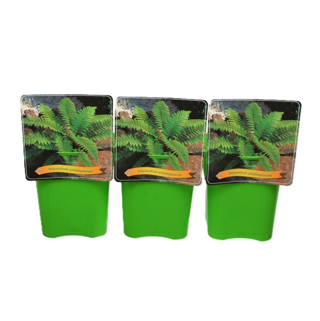 Polystichum Polyblepharum C5, D 21