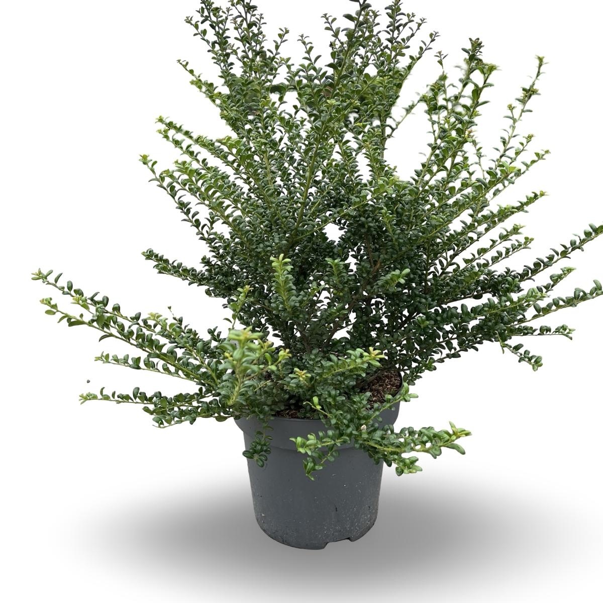 Ilex crenata 'Convexa', D 32