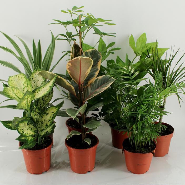 M-8 los Mixplanten los, D 17