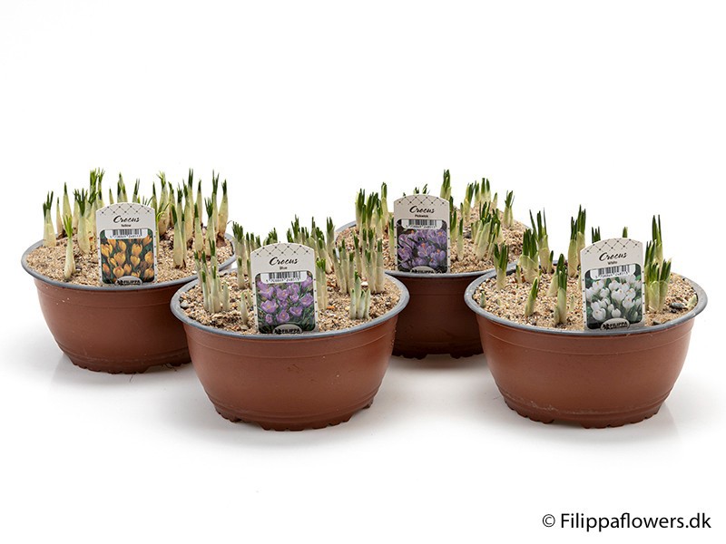 CROCUS-HYBRIDER, D 19