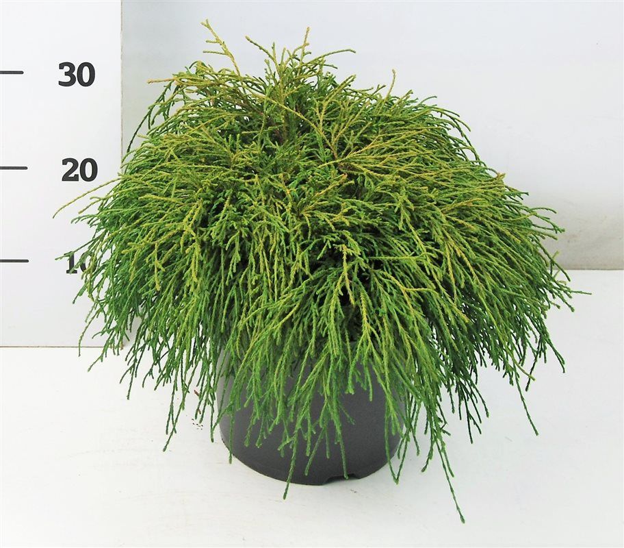 Chamaecyparis p. 'Filifera Nana', D 23