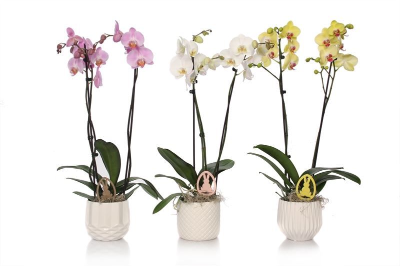 Dolomite p12 White mix Phal mix 2T14+, D 12