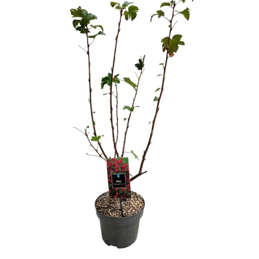 Ribes sang. 'Pulborough Scarlet', D 23