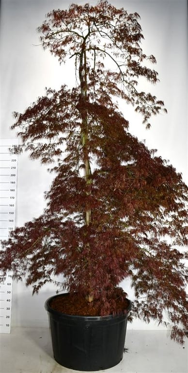 Acer pal. 'Inaba-shidare', D 96