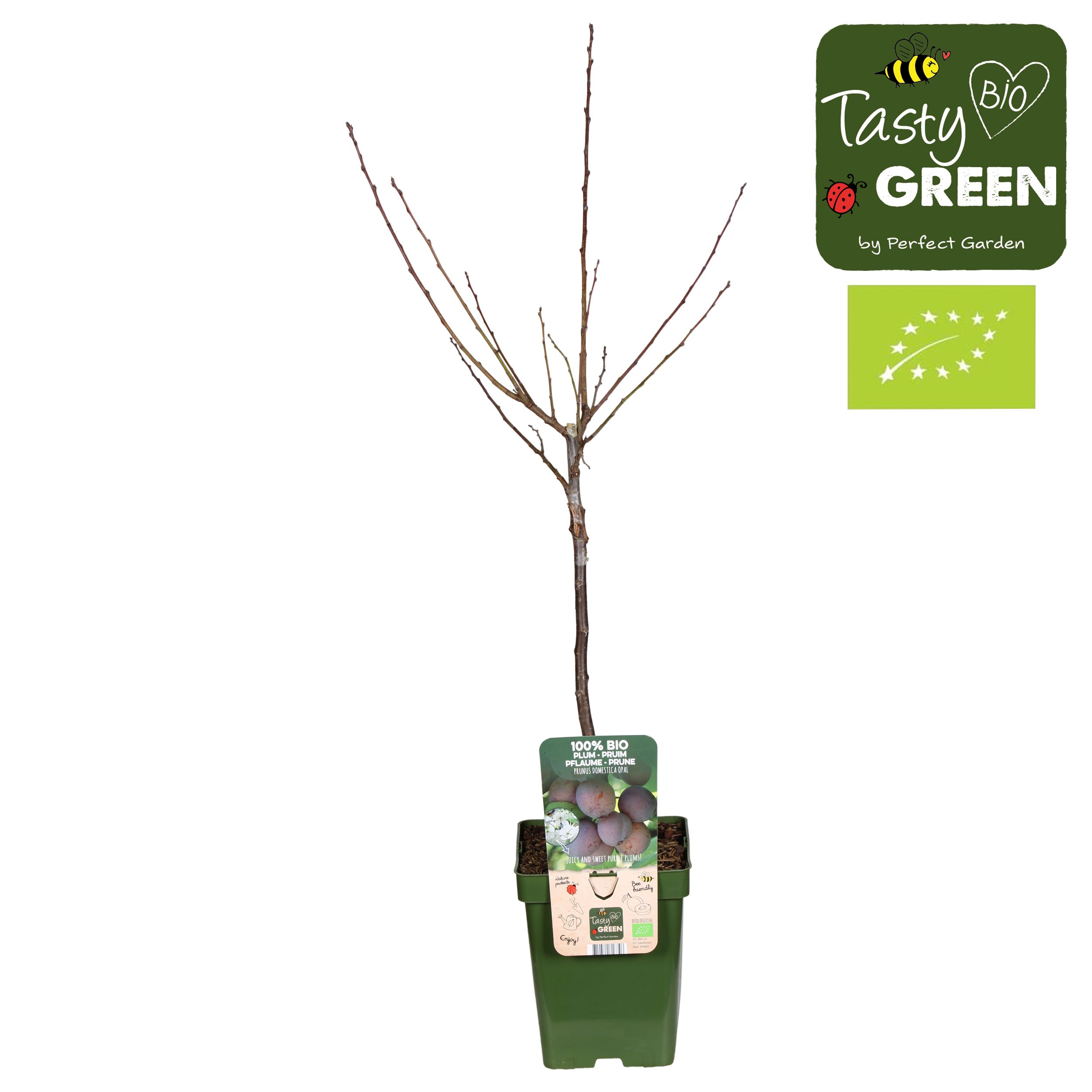 Prunus domestica Opal Bio P23, D 23