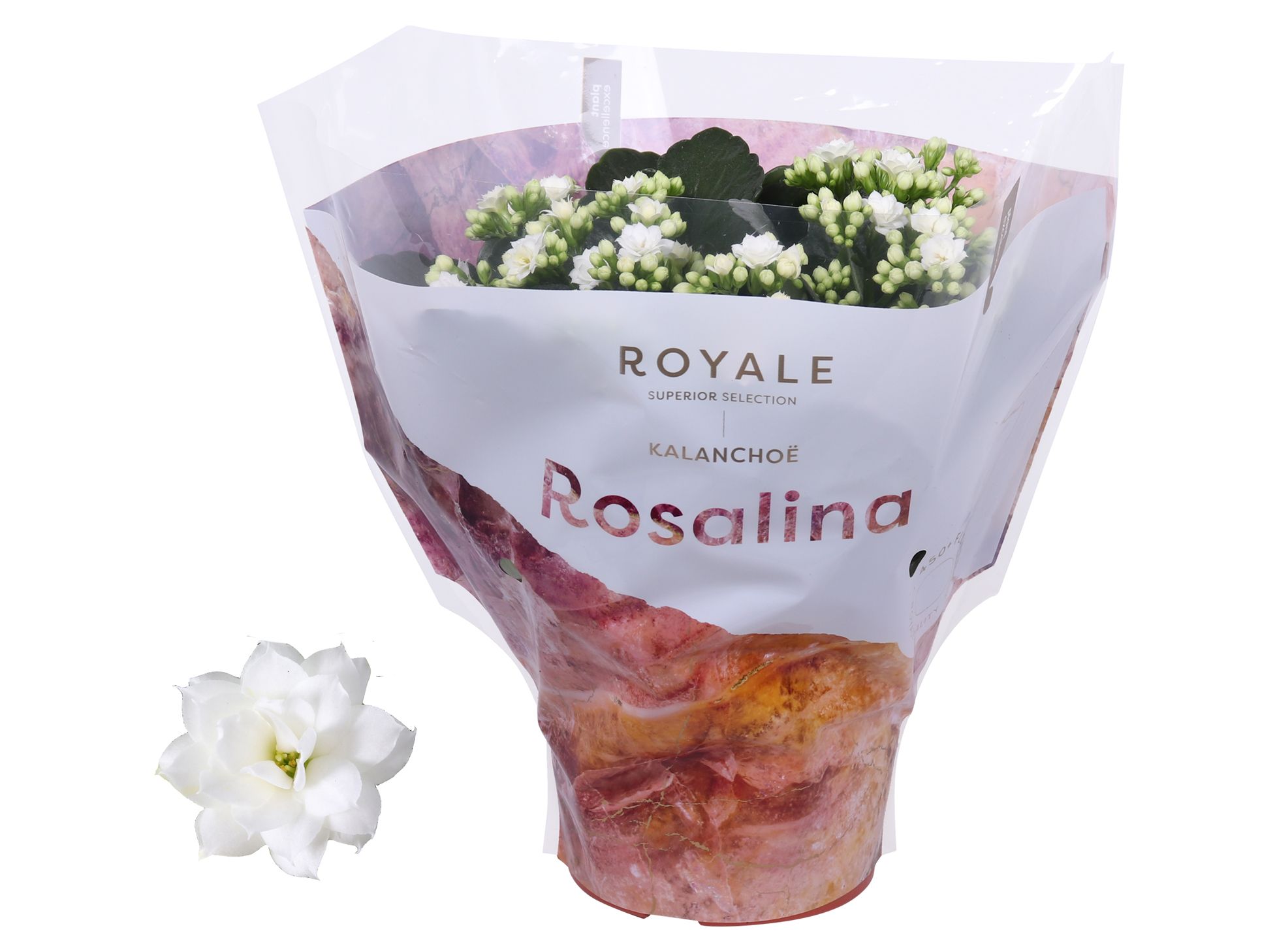 Kalanchoe Rosalina 15cm Royale Dione wit, D 15