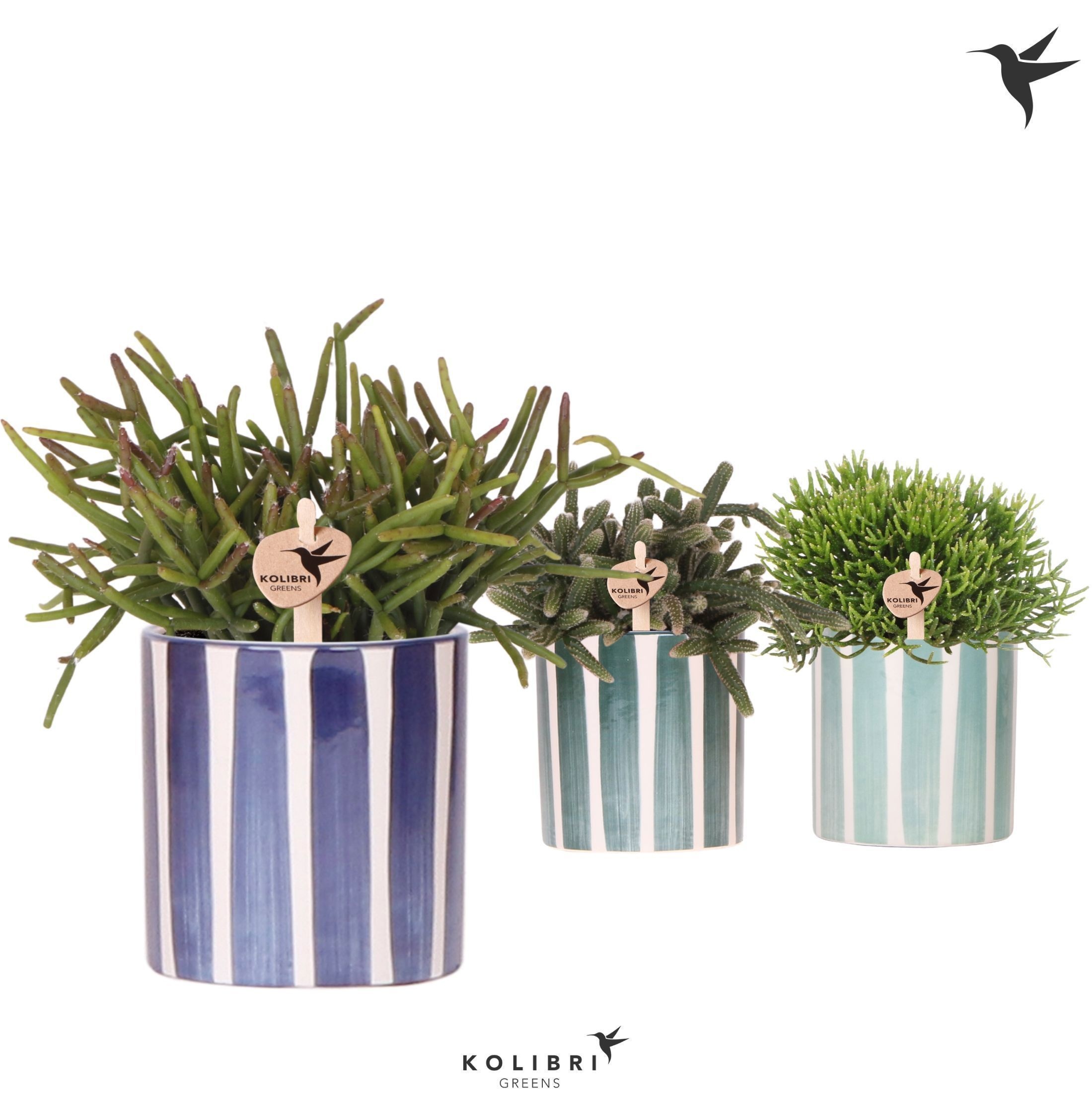 Kolibri Greens Rhipsalis mix in Painted Stripe pot blue mix, D 9