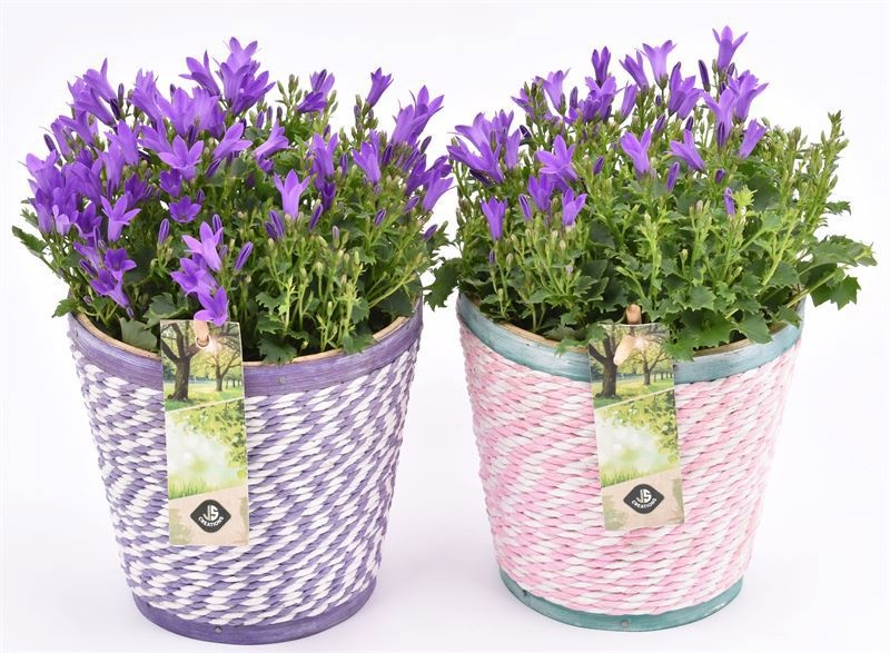 Hout pot paars/roze mix 13cm, D 13