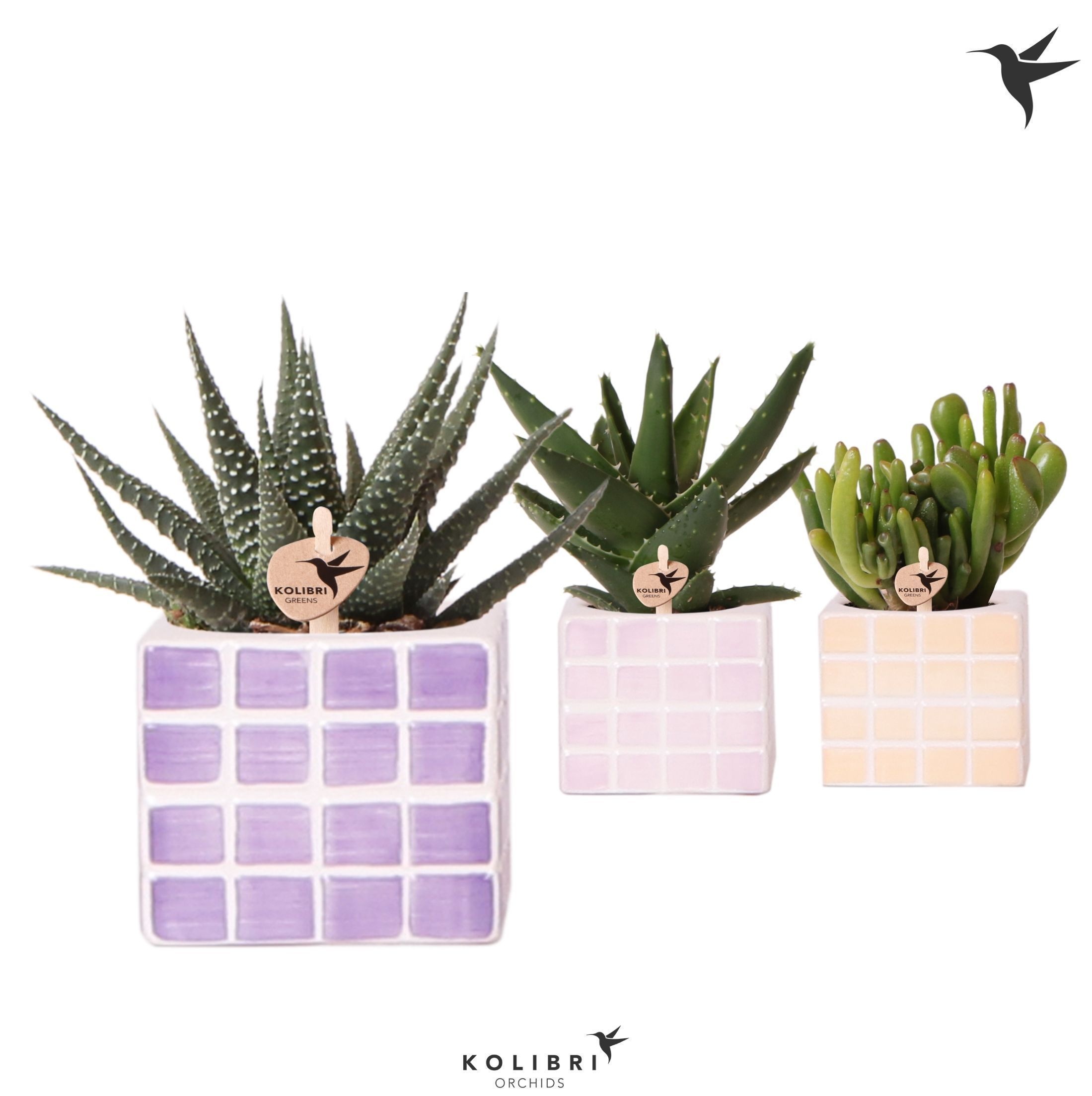 Kolibri Greens Succulenten mix in Mosa pot pink mix, D 6