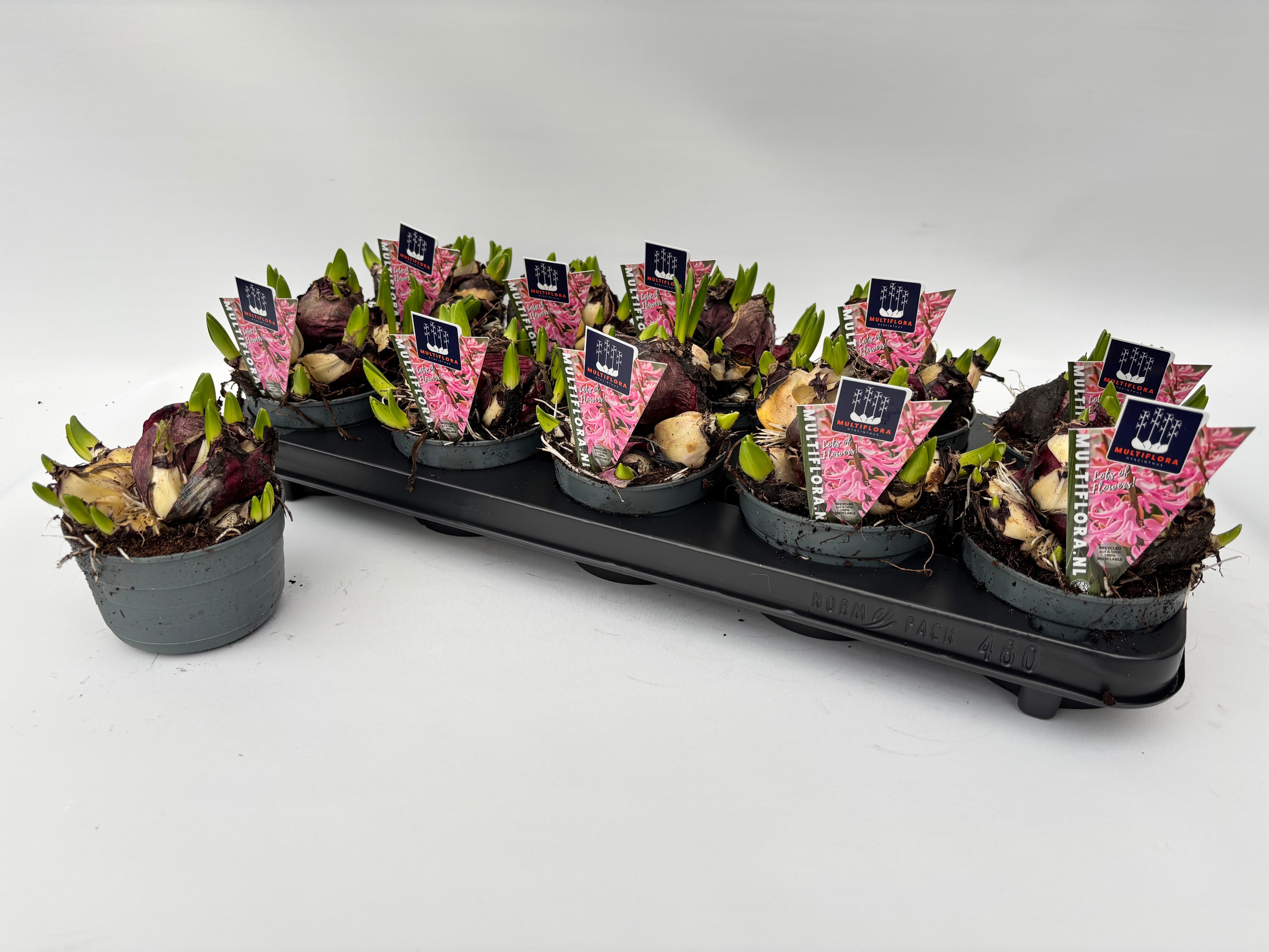 10.5 cm ROZE Hyacint Multiflora, D 10,5