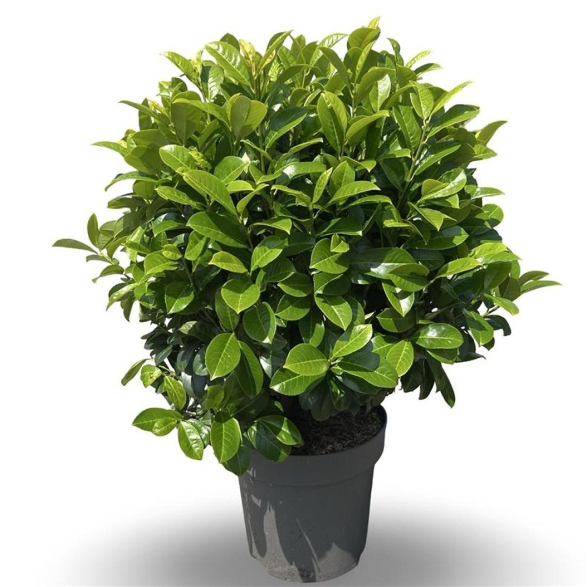 Prunus l. 'Ani', bol, D 32