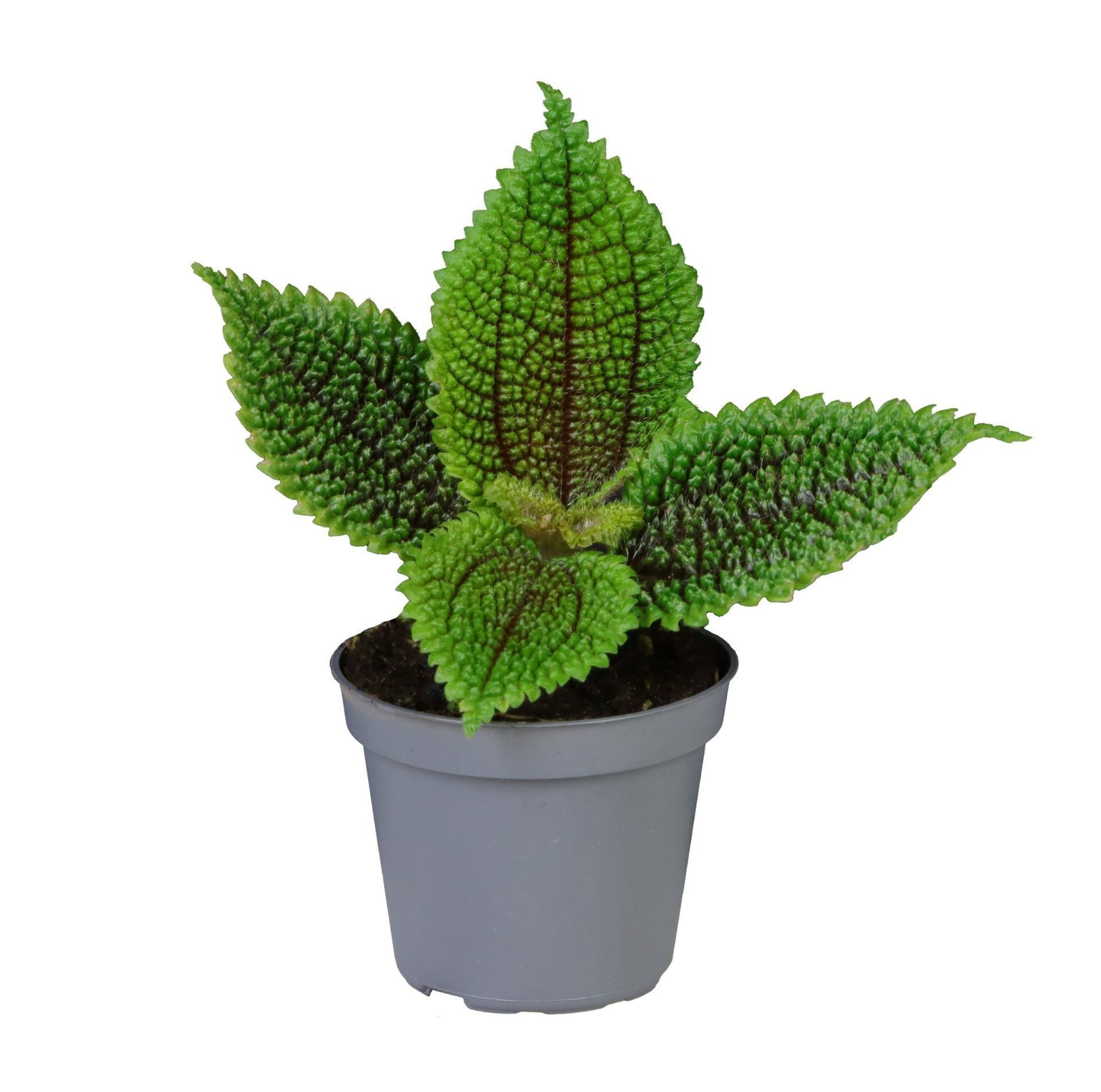 Pilea Moon Valley, D 6