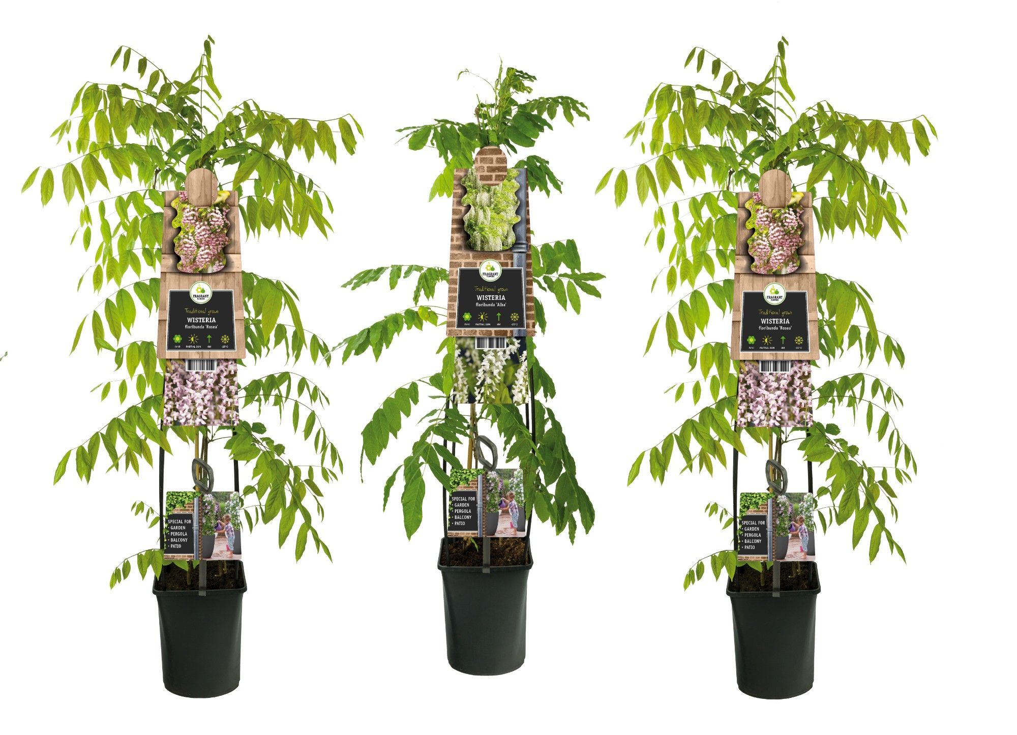 Mixtray Wisteria +3.0 label, D 23