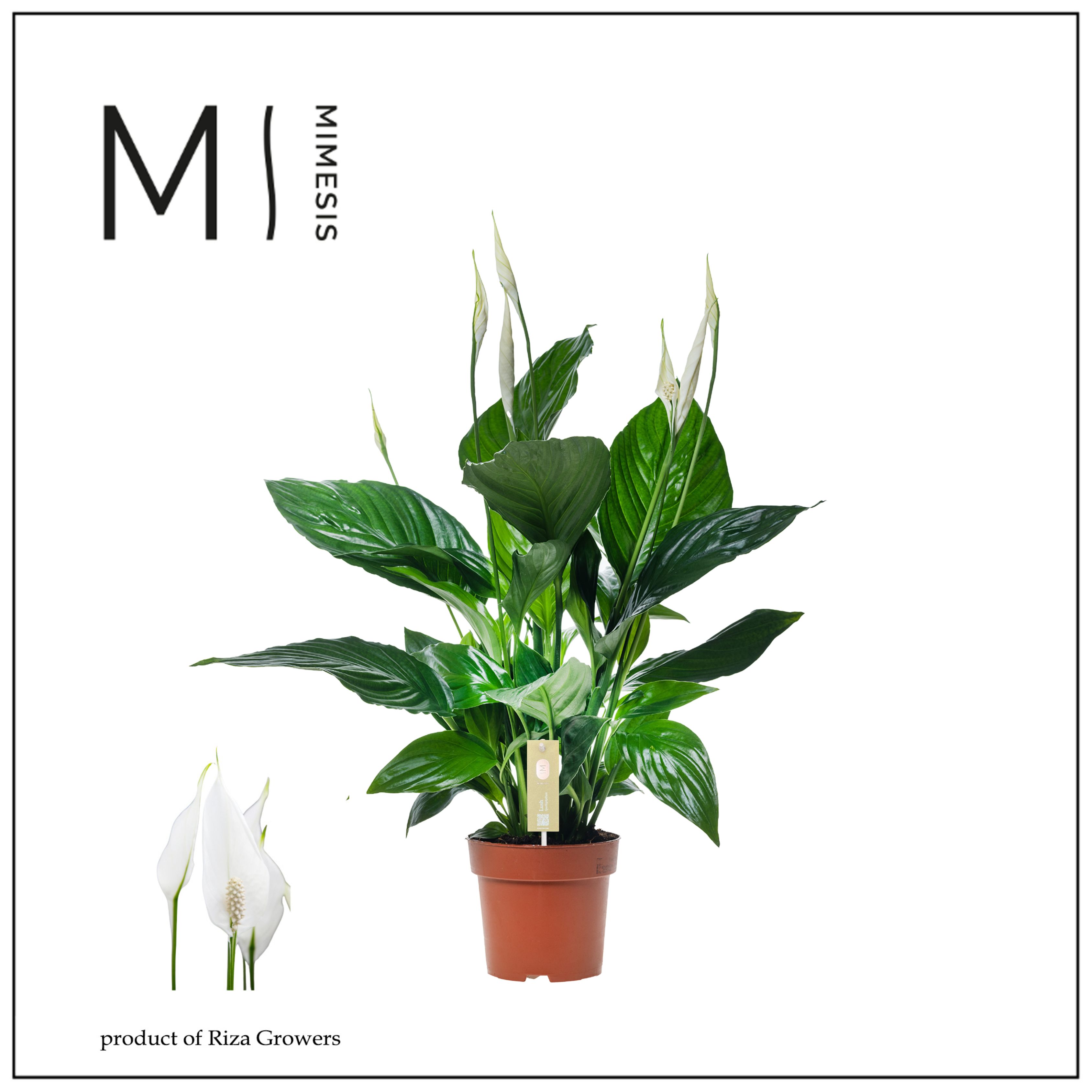 Spathiphyllum Sweet Ricardo - 13cm | Mimesis, D 13