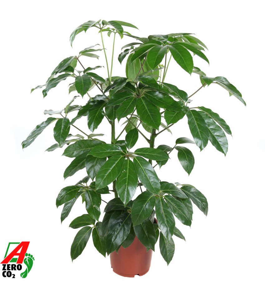 Schefflera Amata 2PP P24, D 24