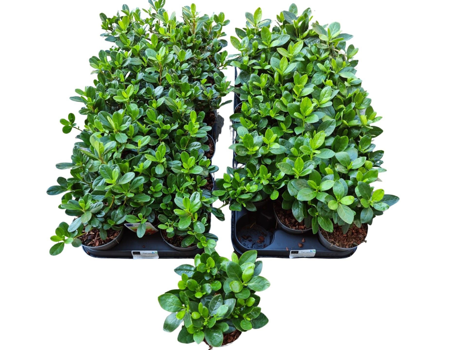 Rhododendron (Japanese Azalea) overig, D 10