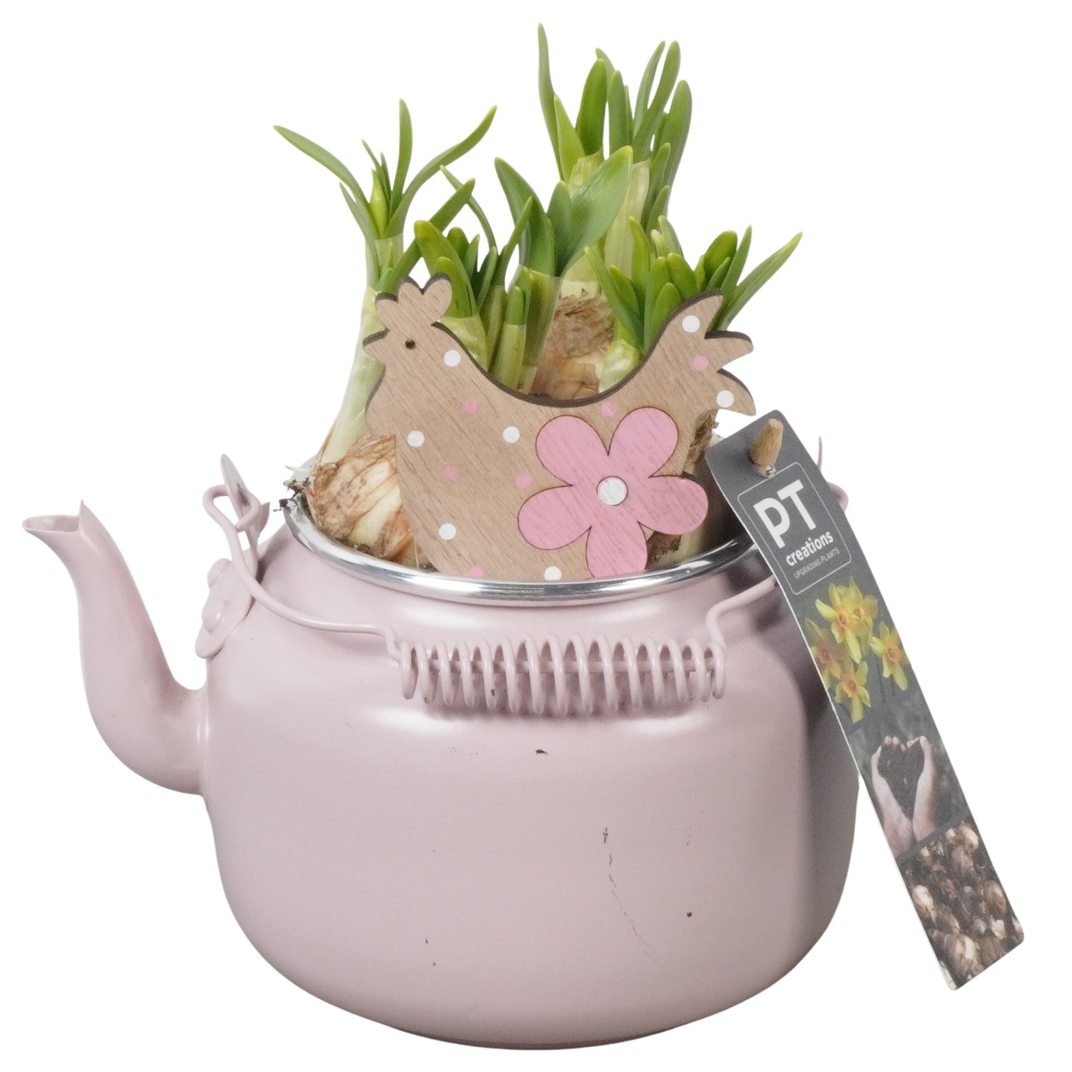 PTNP4444 Arrangement Narcissus Easter in zink pot, D 10