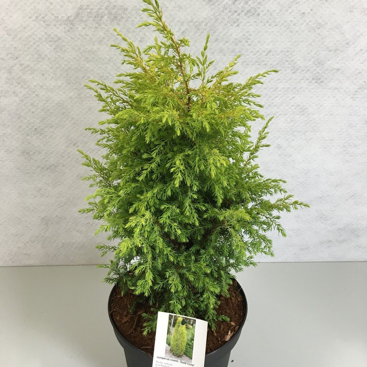 Juniperus communis 'Gold Cone', D 19