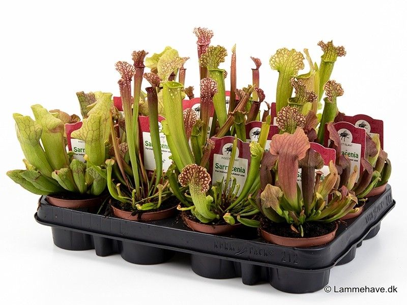 Carnivorous plants 'Mix', D 9