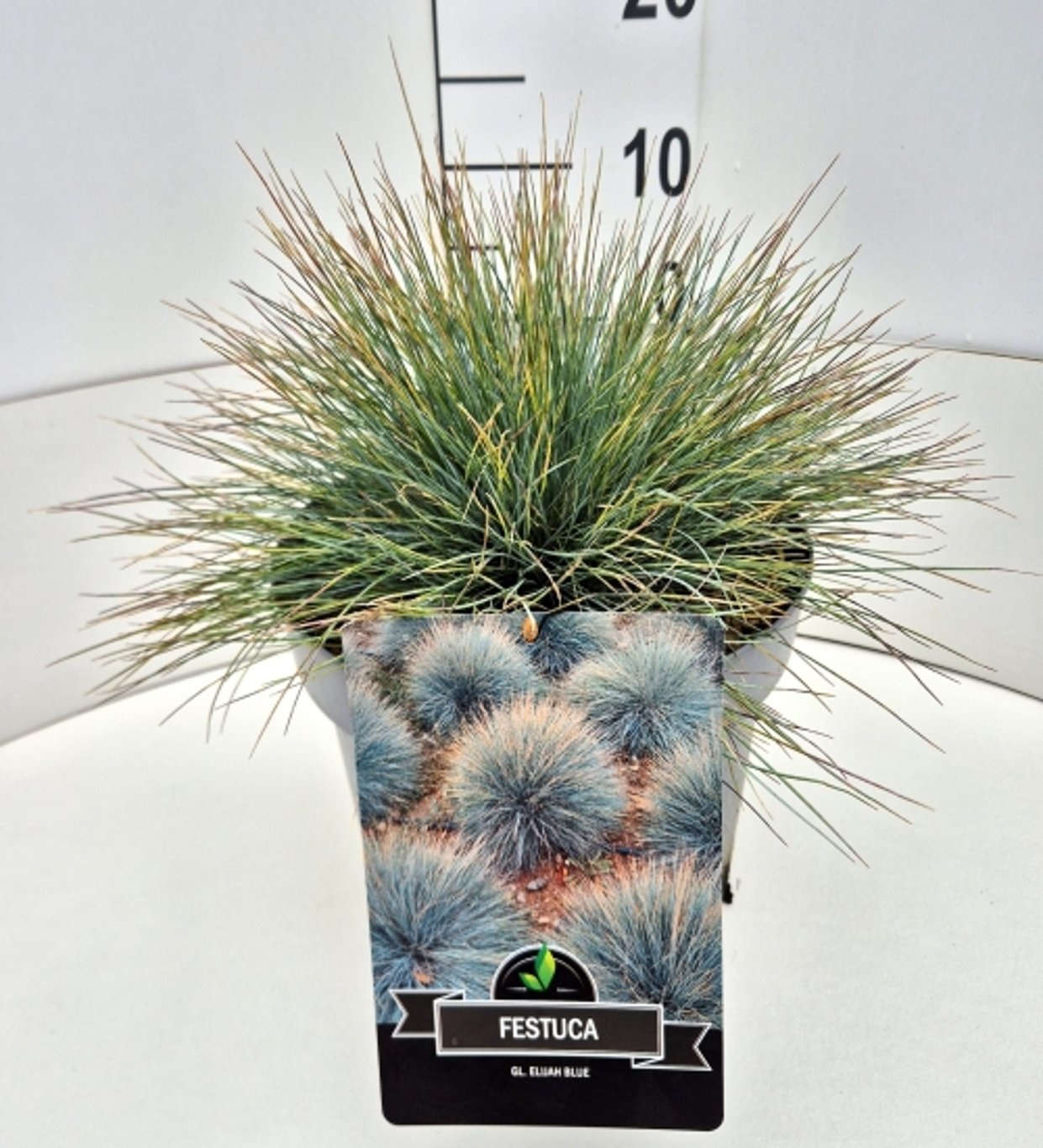 Festuca glauca 'Elijah Blue', D 28