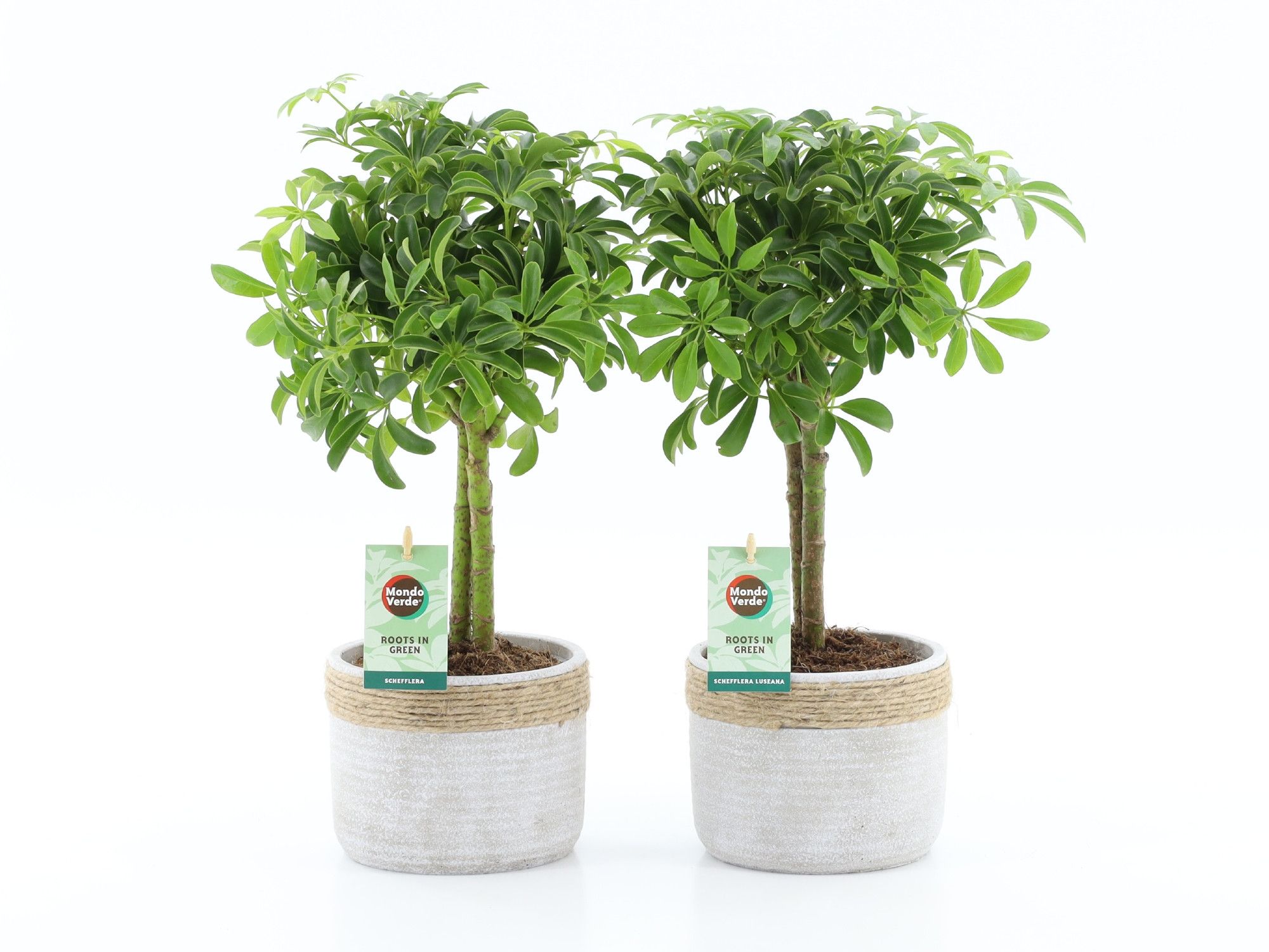 Schefflera Luseana in Sturdy, D 13