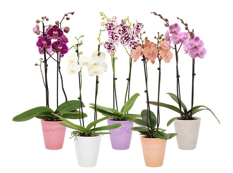 Polystone p12 Wave mix Phal mix 2T14+, D 12